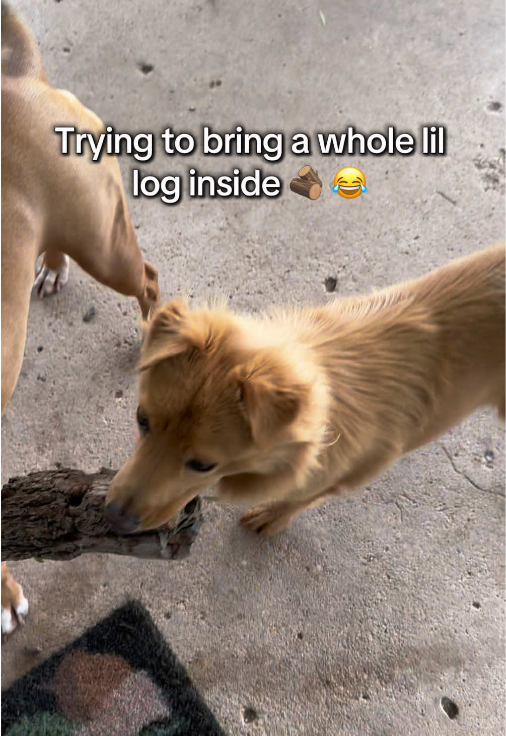@Jordan & Amos 🐾