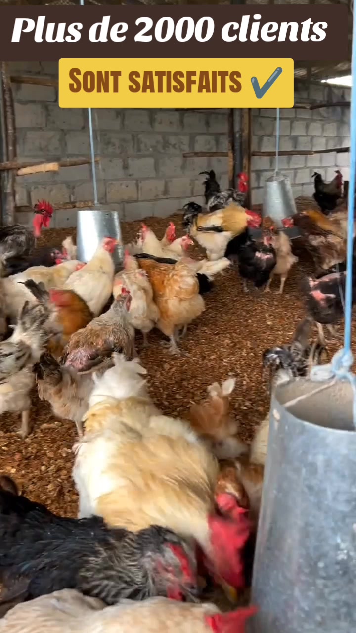 @NDIAYE-BREEDING 🐔