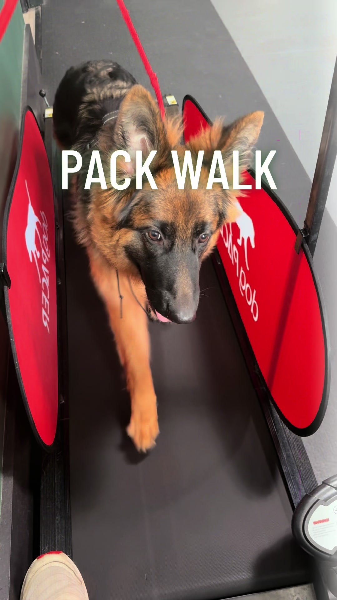 @Cordial Canine