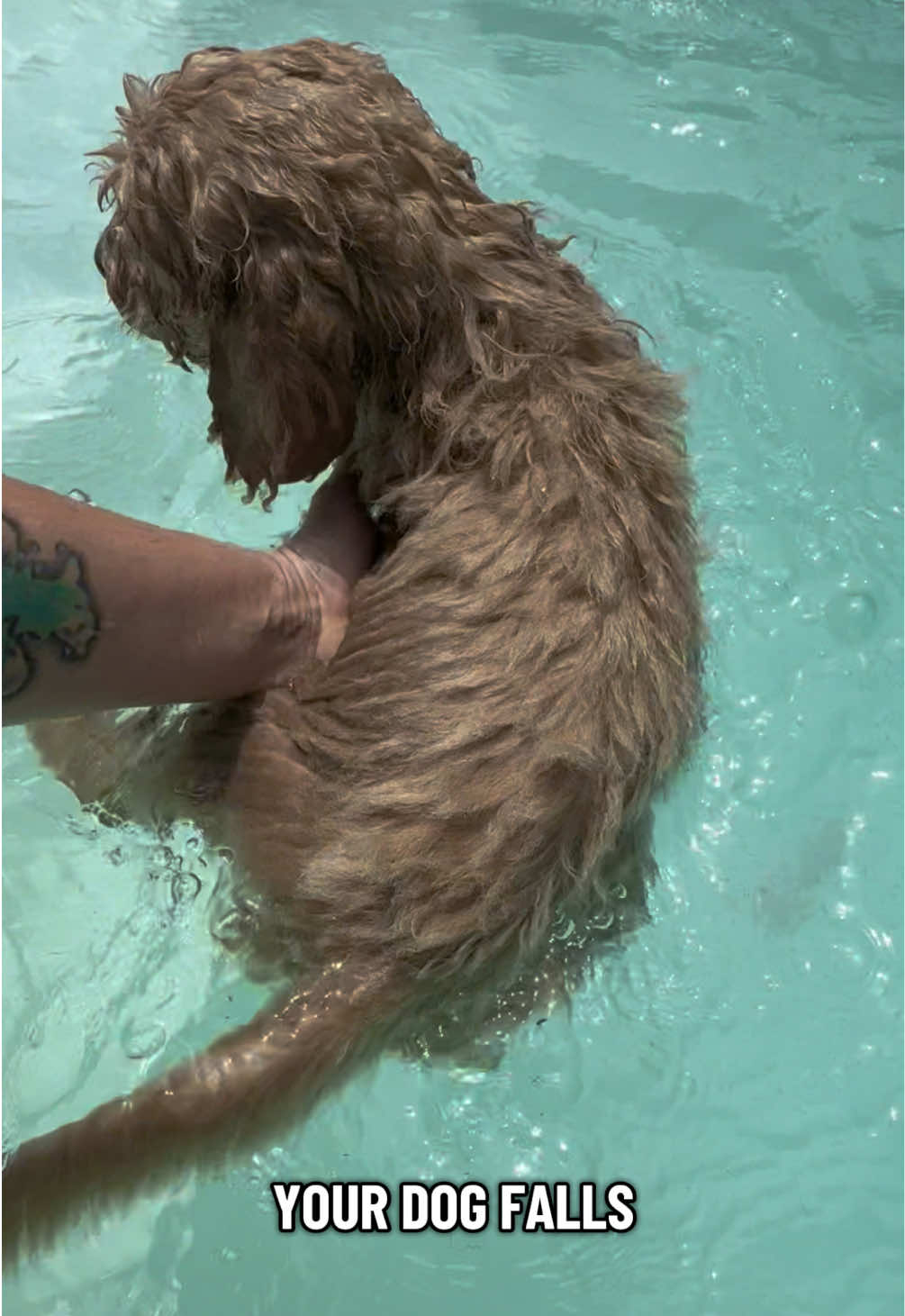 @AmandaT | Your Dog is COOL!