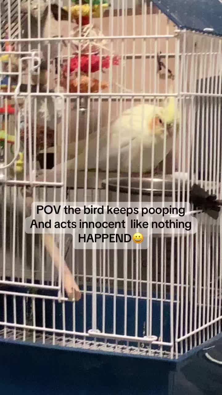 @tweety