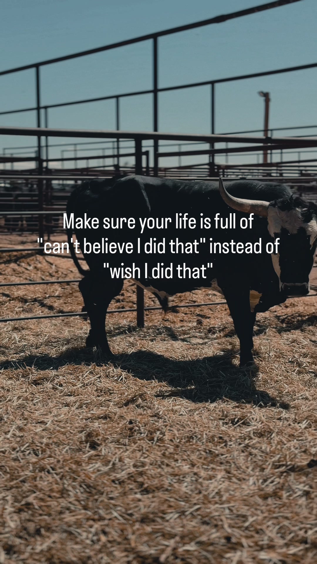 @The Cow Dude