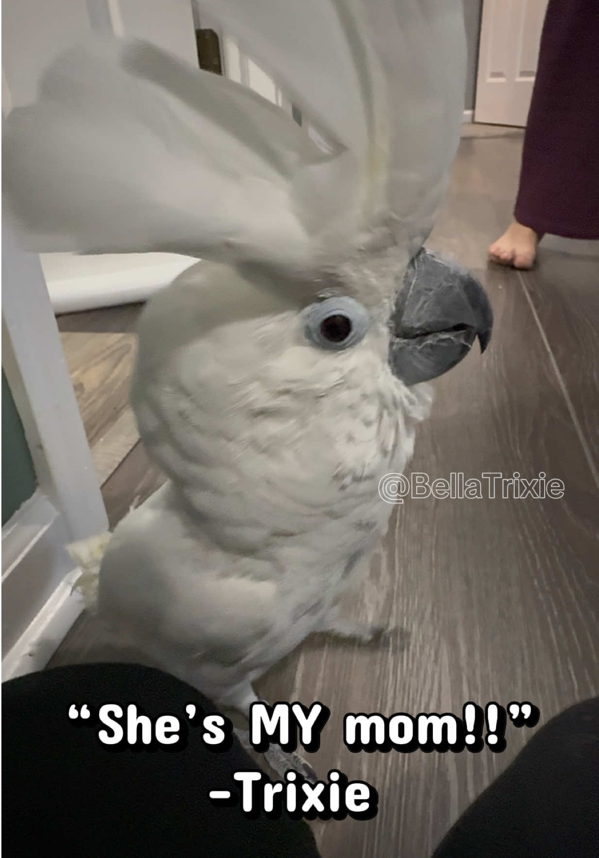 @bella_trixie_party