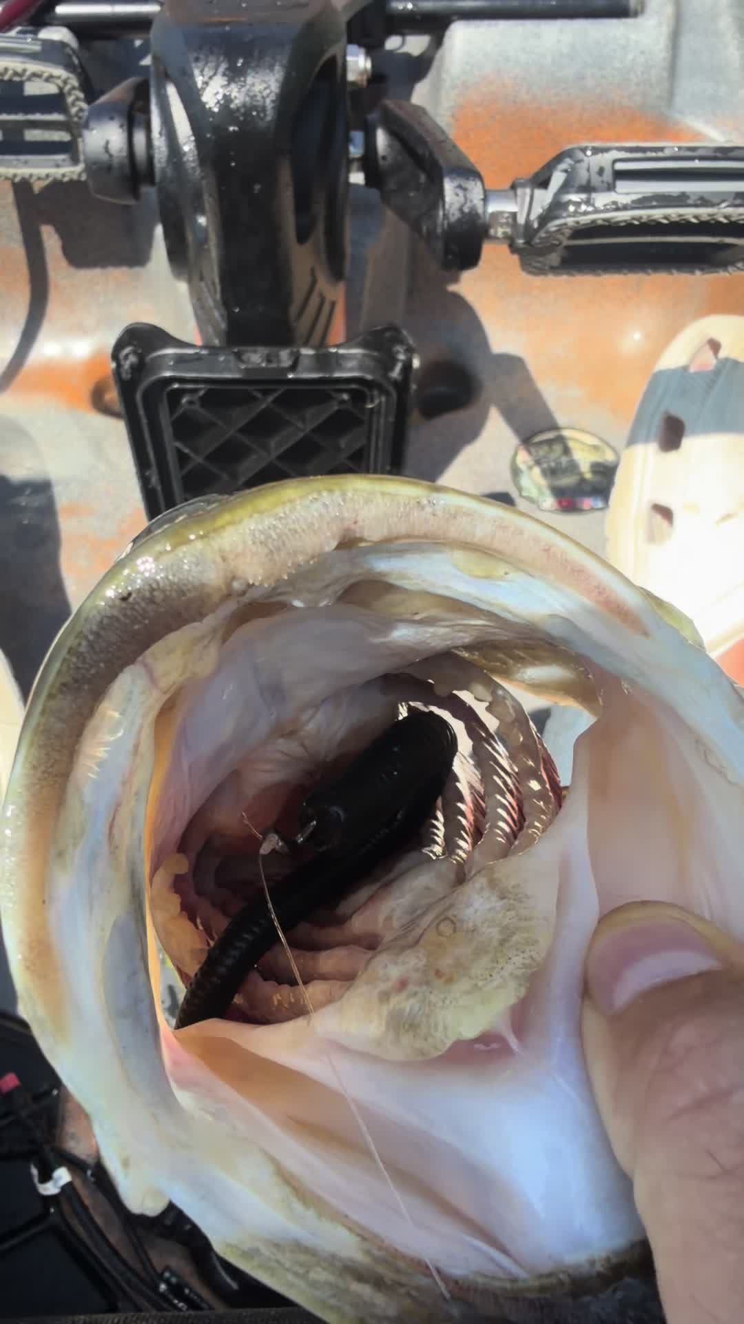 @wildbillfishing