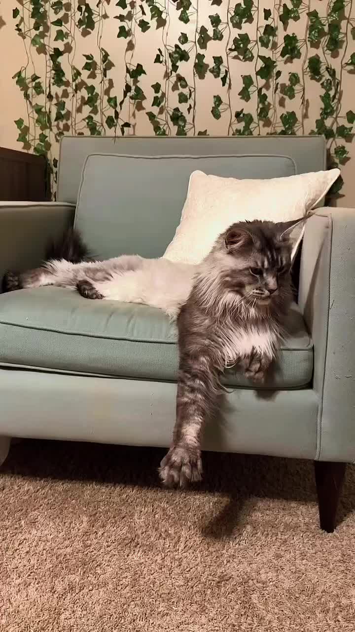 @Maine Coon Kittens