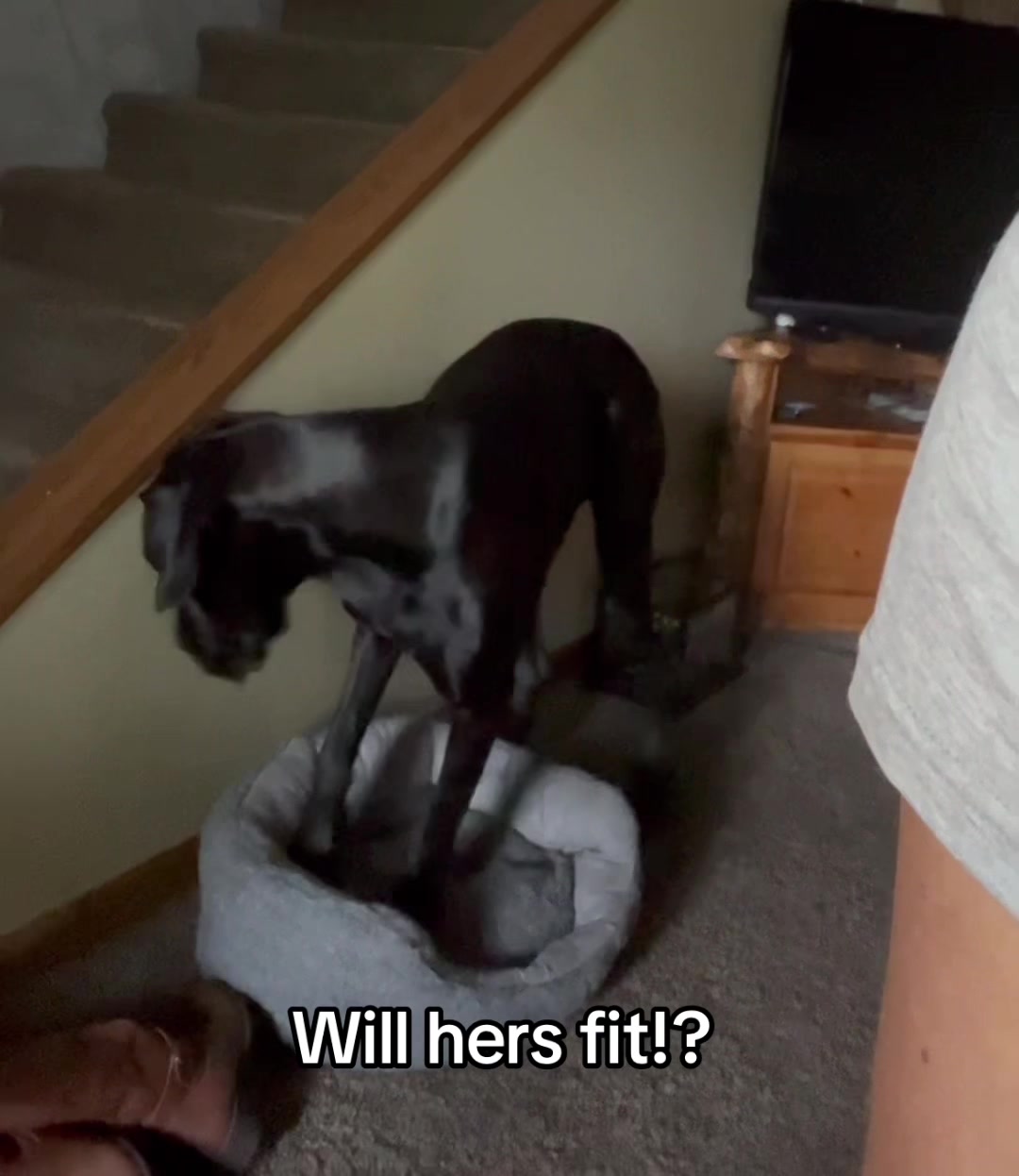 @jewelsthegreatdane