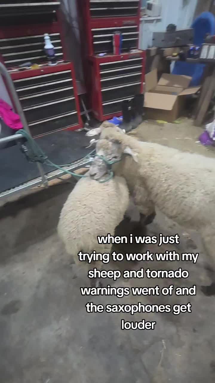 @nat shows🐑🐏🐄🐖