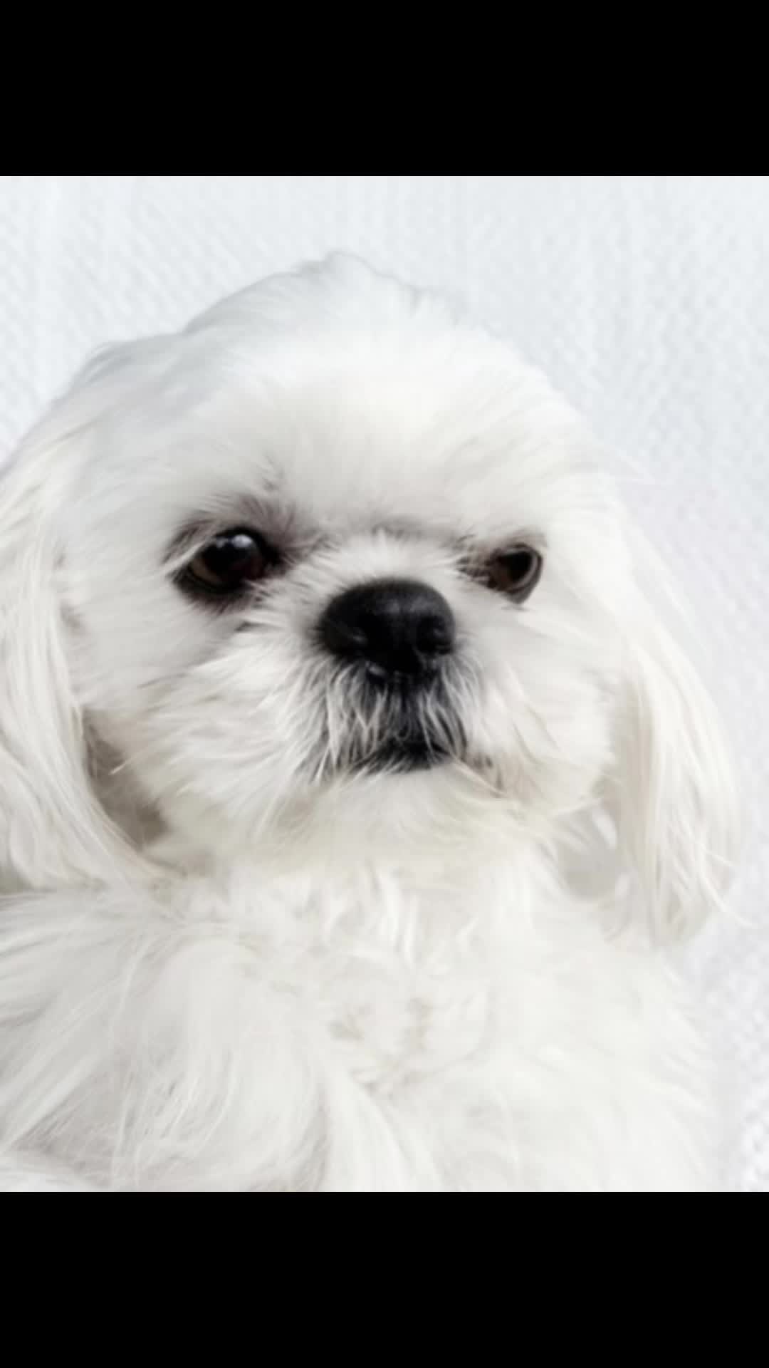 @Twilight Shih Tzu