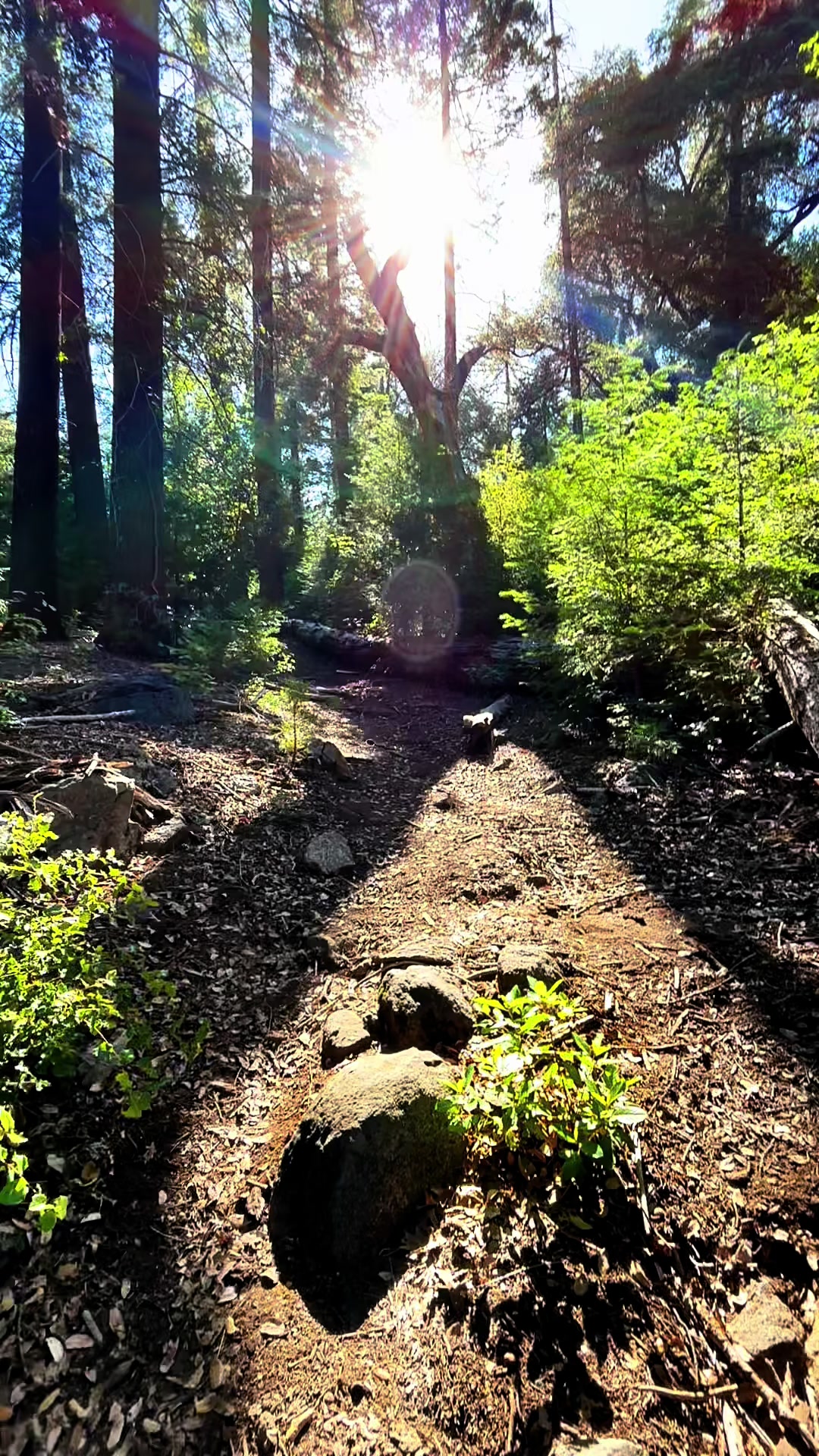 @Cris⛰️🌲