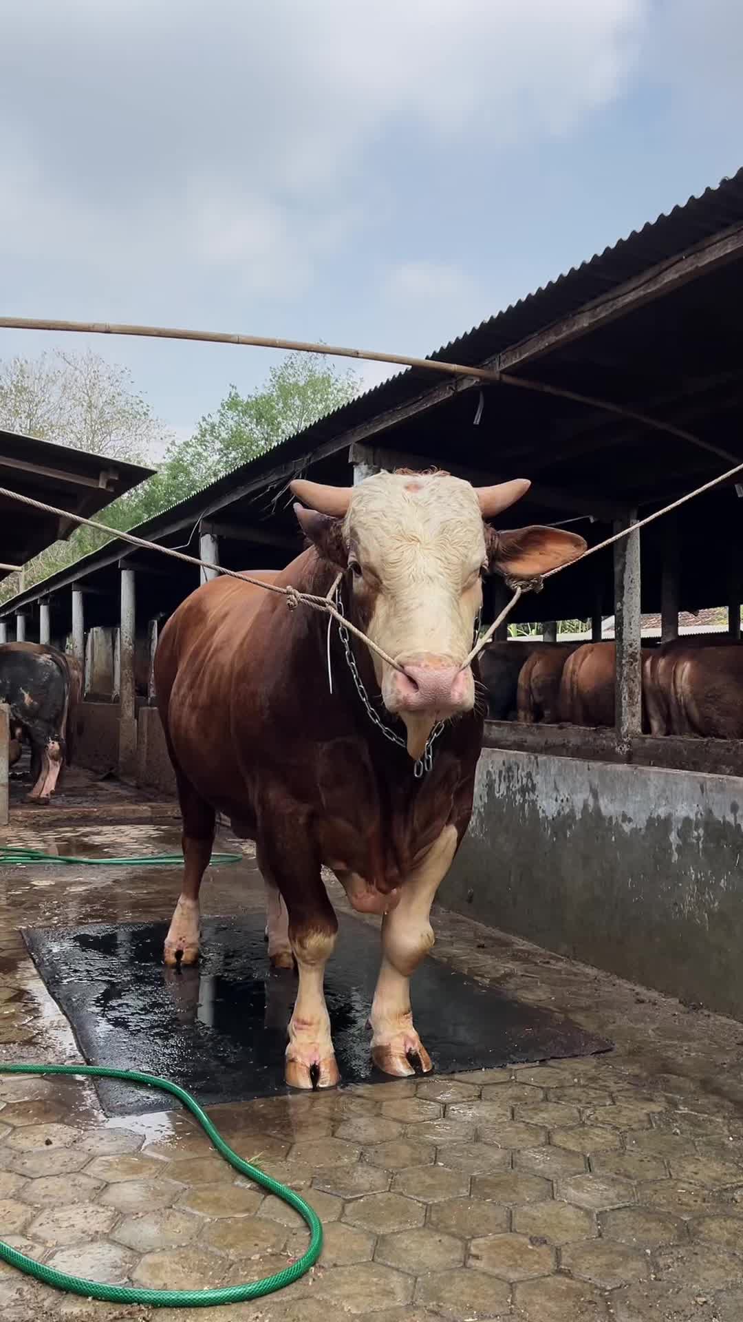 @Wisnu Farm Lampung