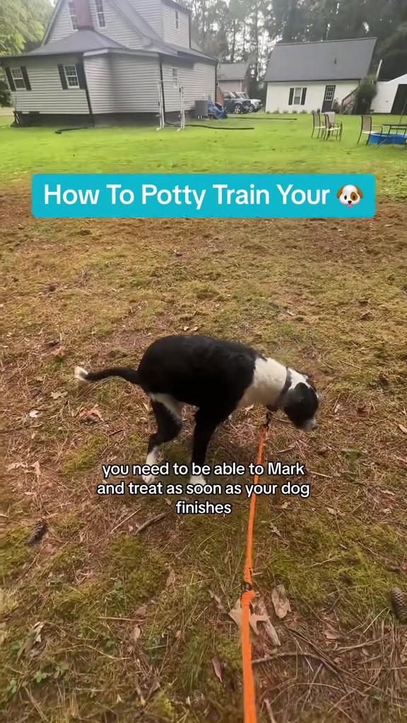 @Best Buddy Dog Trainer LLC