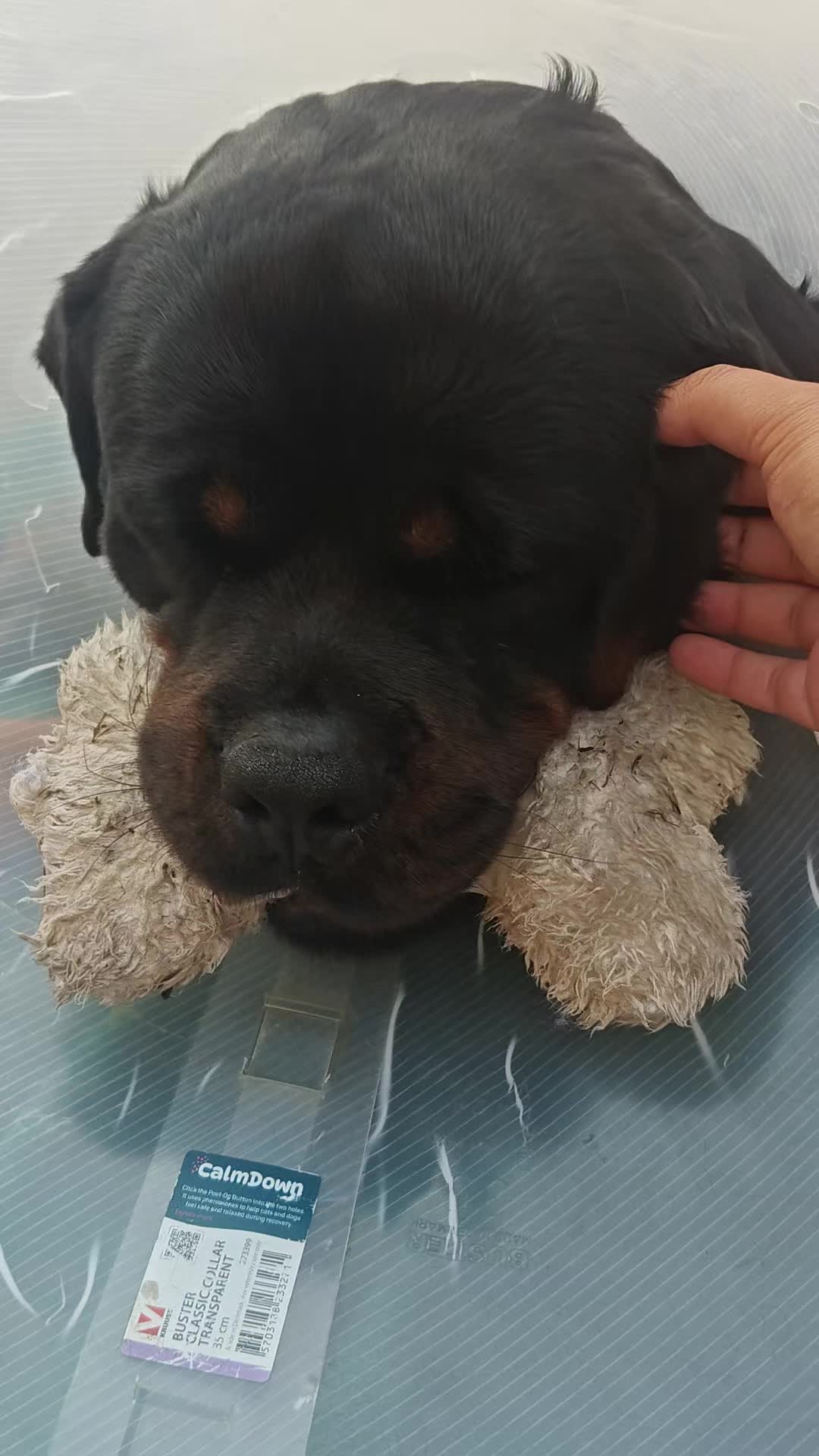 @Niky&isuoirottweiler
