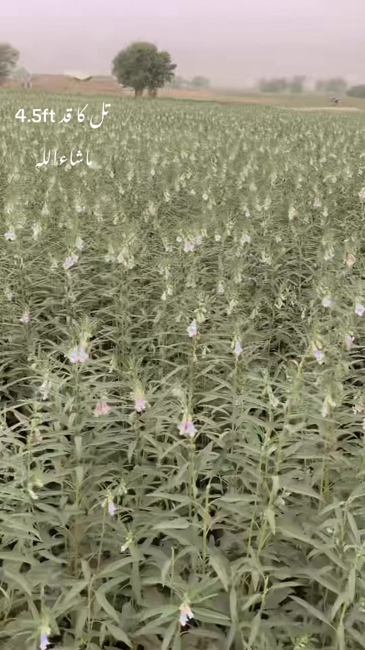 @پنڈاں آلے جٹ