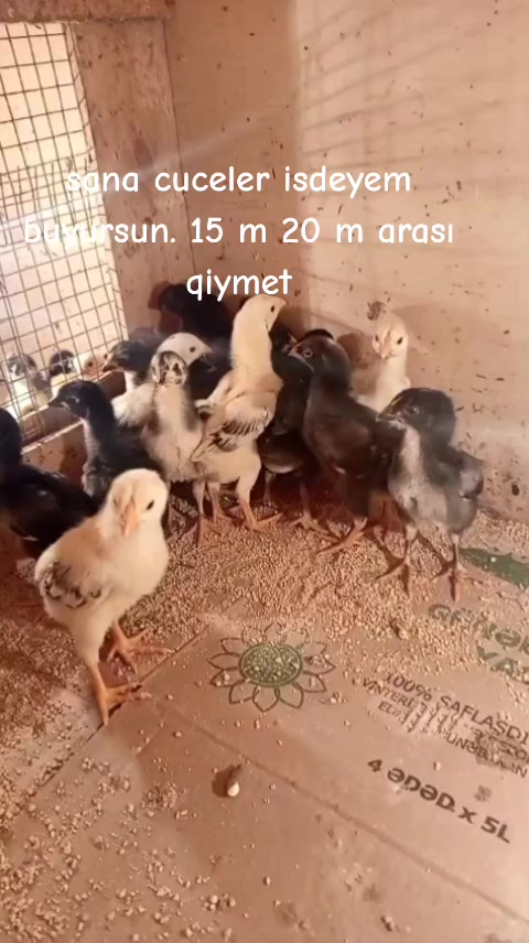 @peşəkarlar 6006556