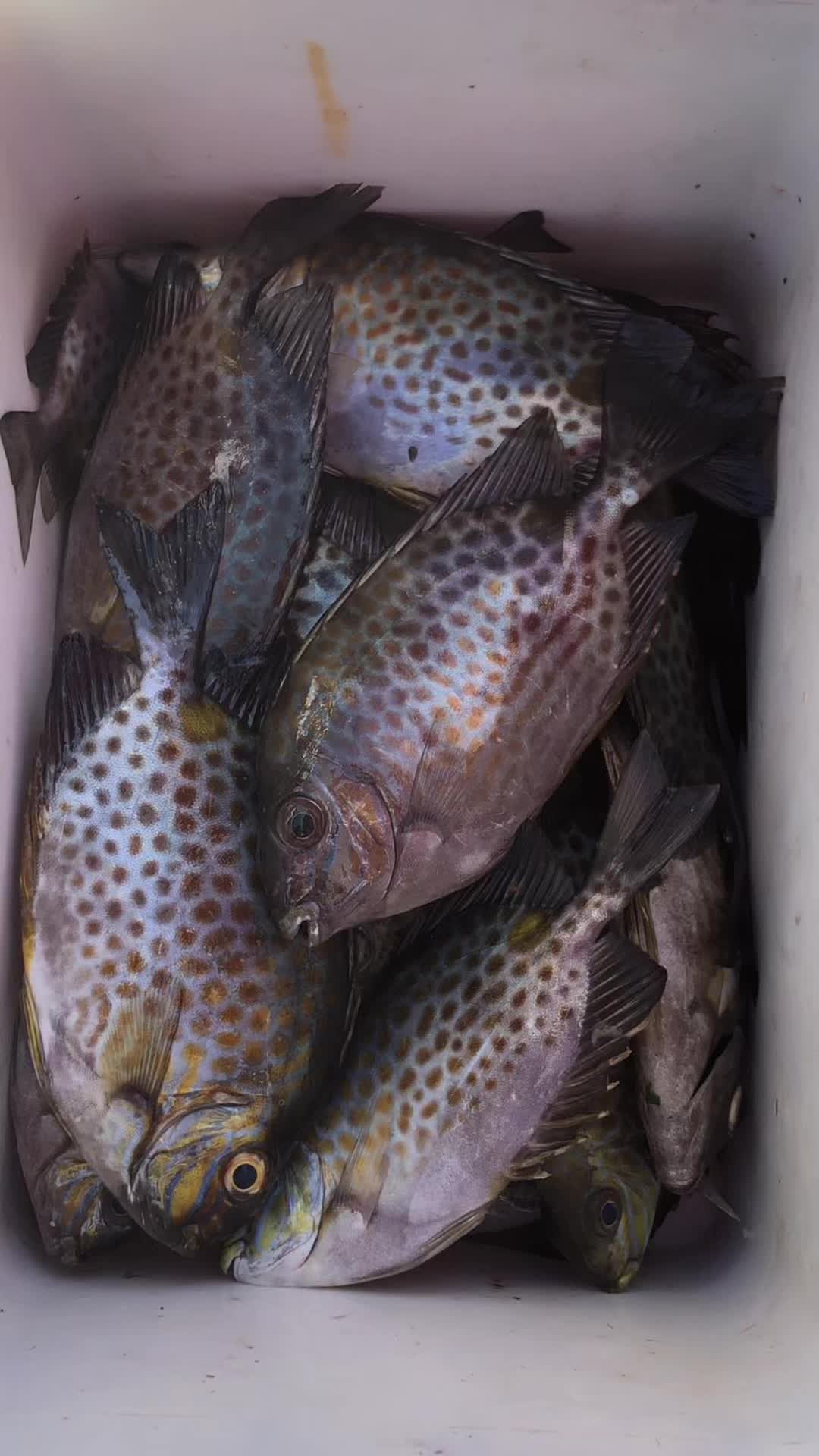 @Nha Trang fishing tour