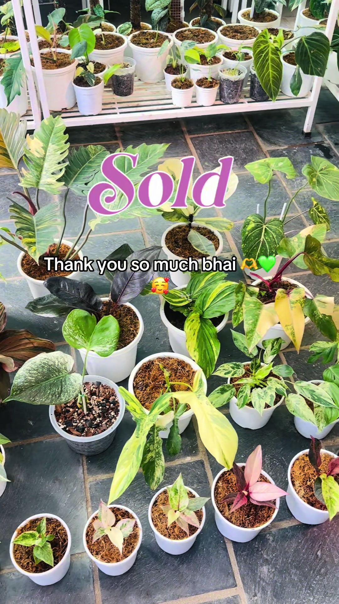 @Plantlife50