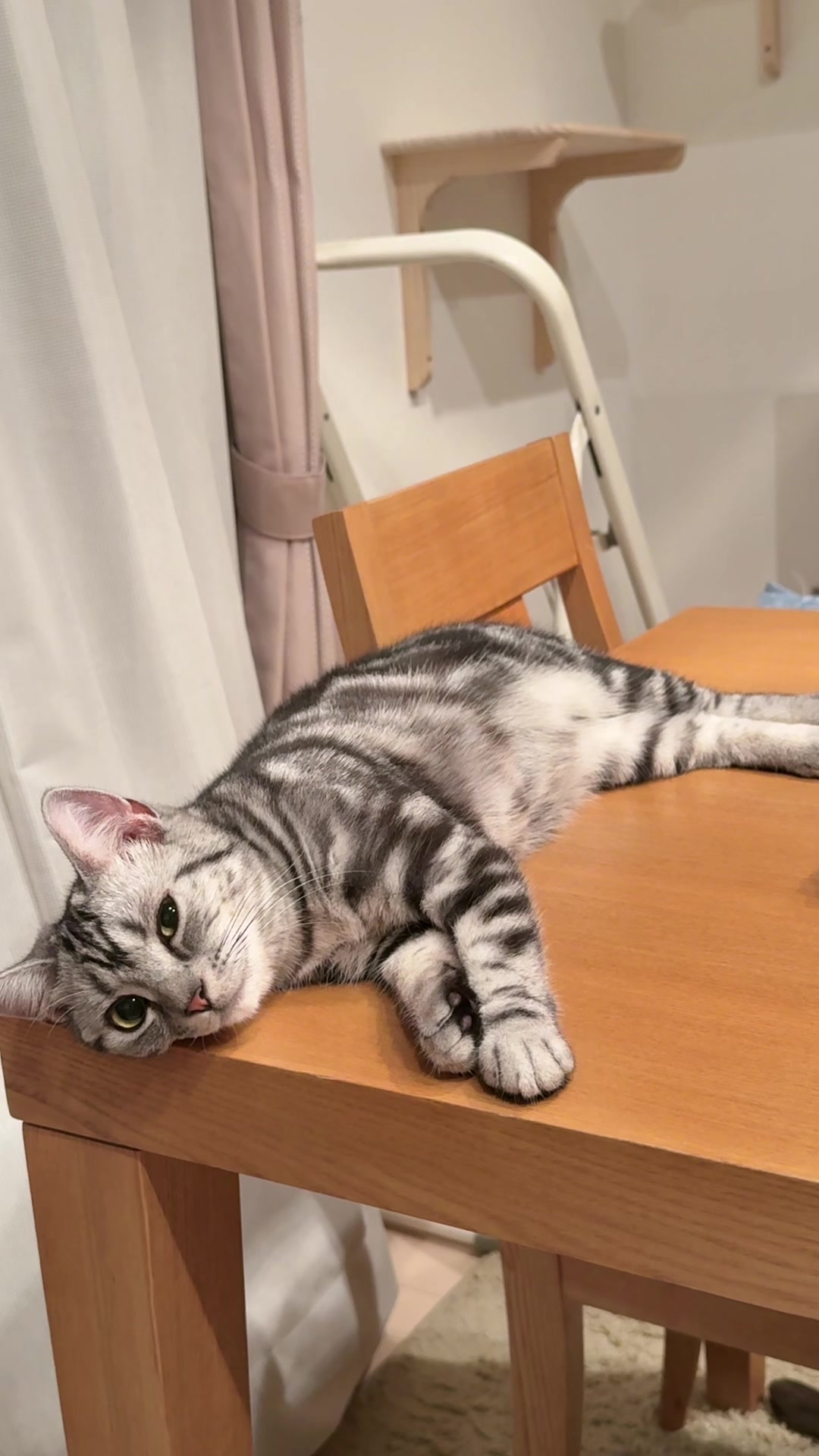 @パンダコンダ