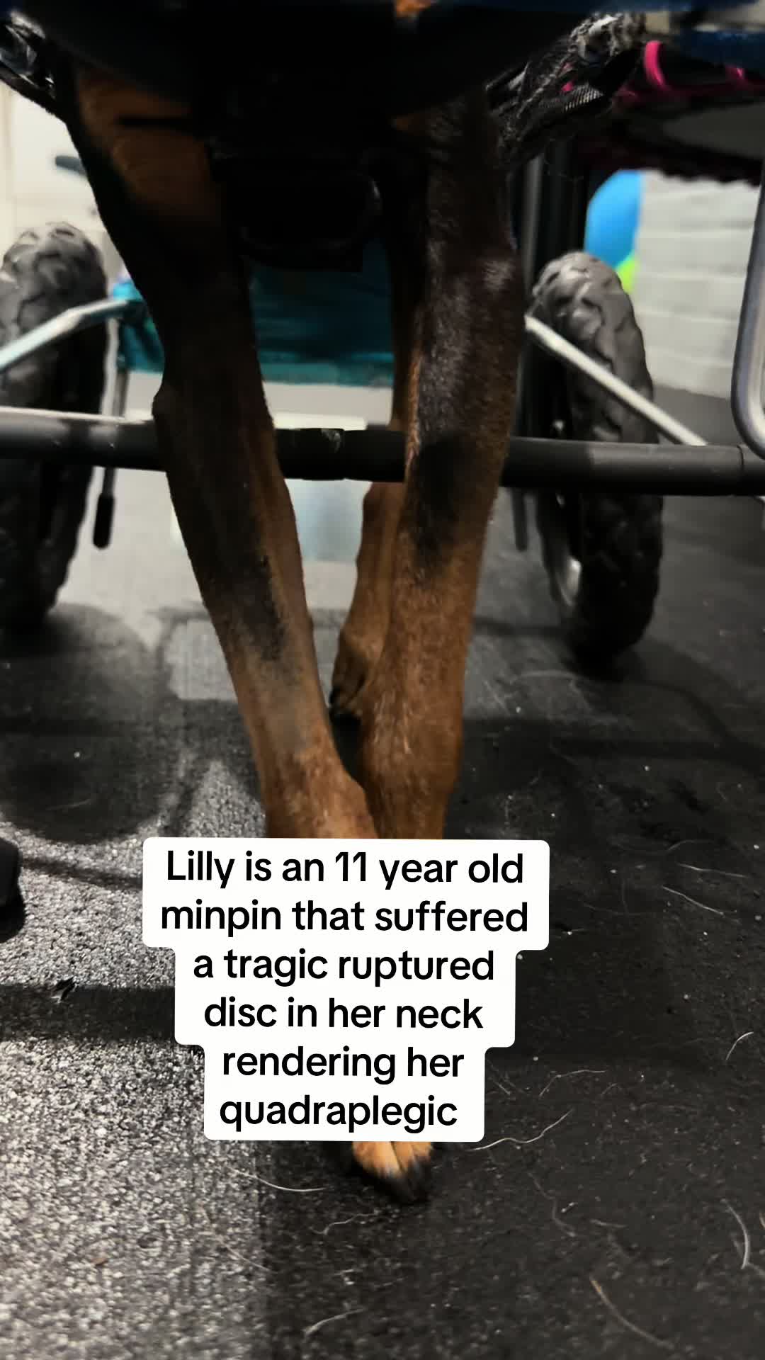 @dogmom76