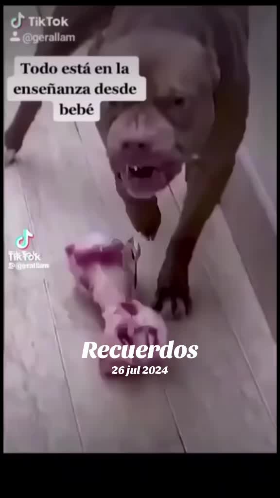 @soydanzoraruaj