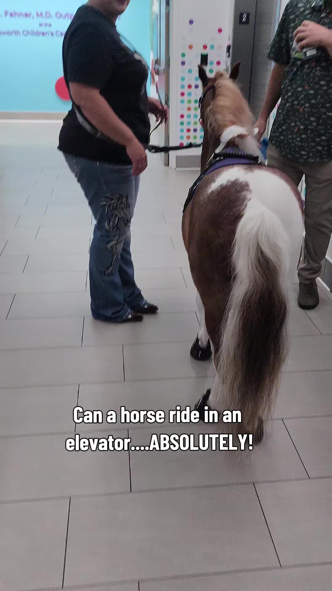 @minihorsemomandtrainer🐴🐴🐴🐴