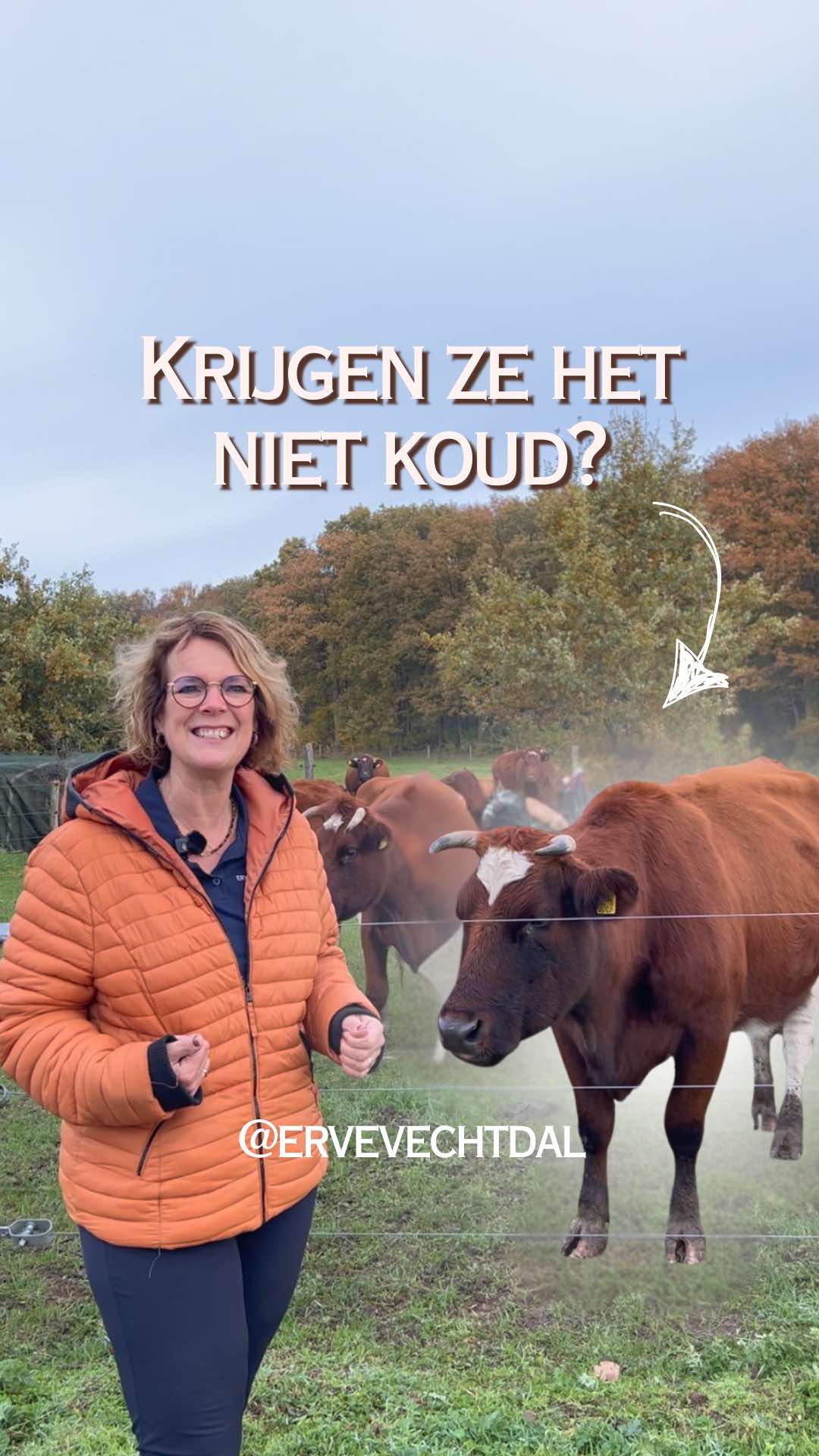 @Erve Vechtdal Koe Safari