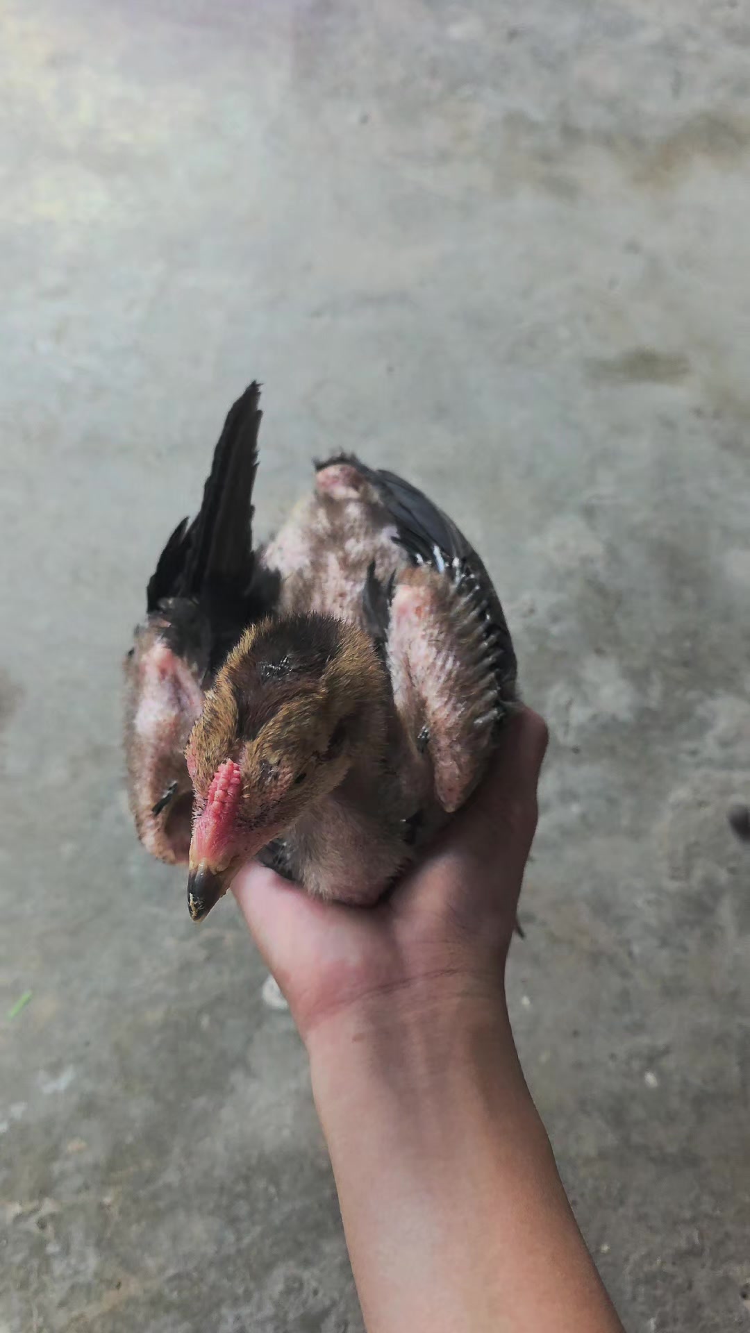 @abCc916🇹🇼🇻🇳