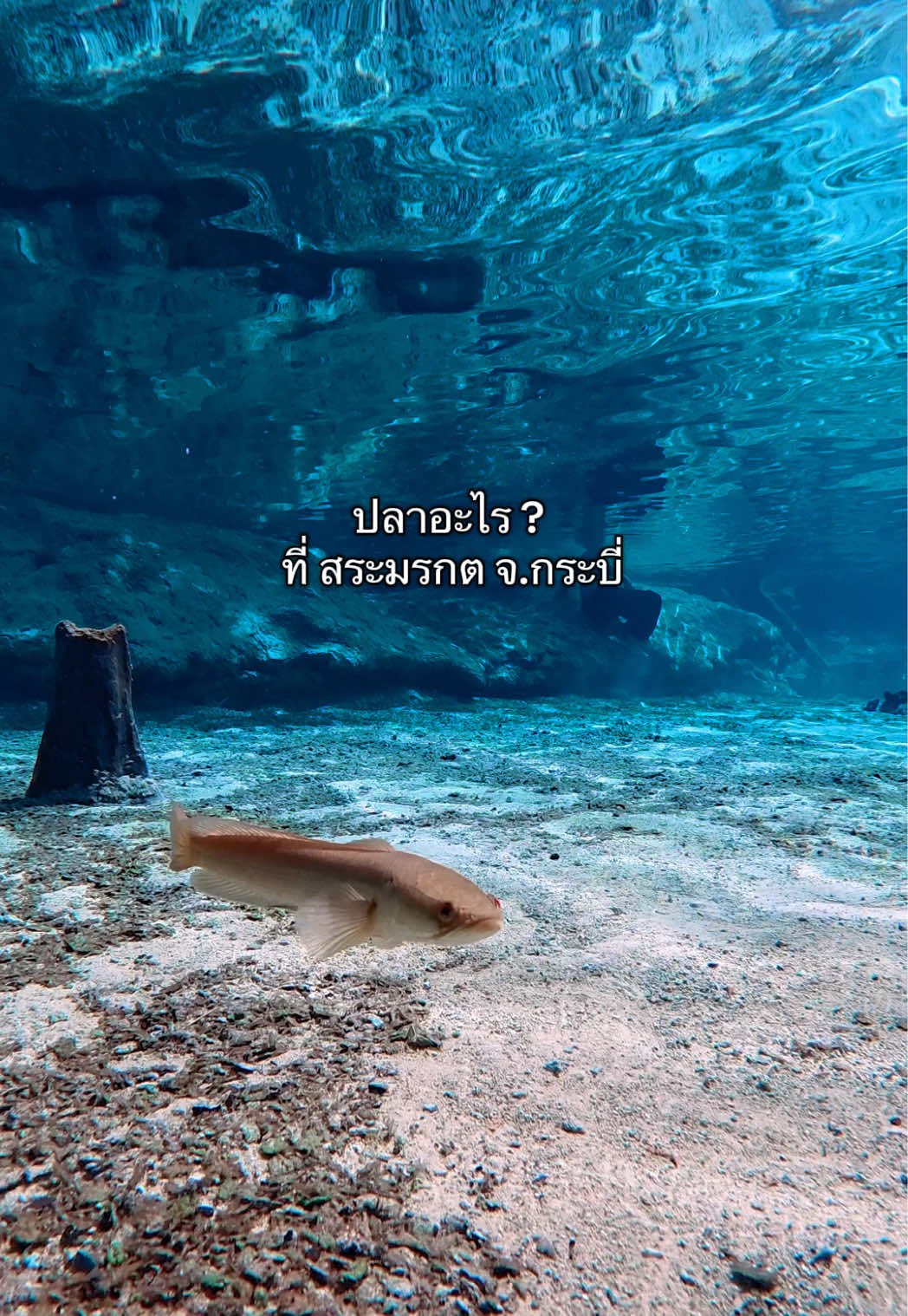 @คัมฟอร์ด ComeFord