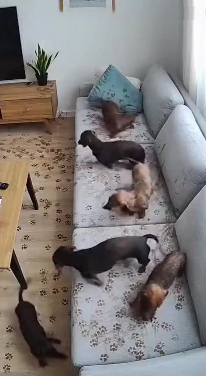 @Dachshund Party