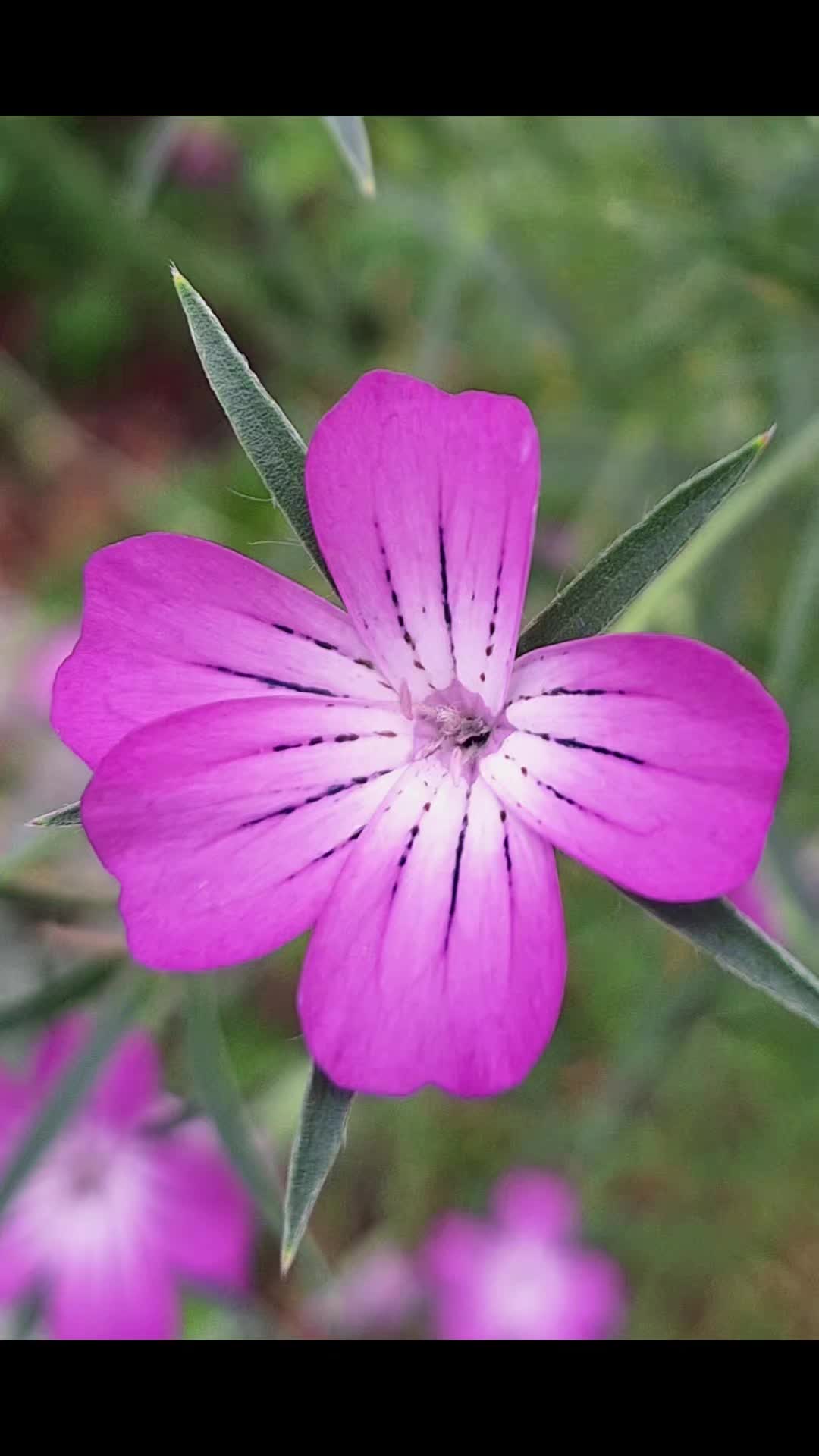 @Natur und Garten