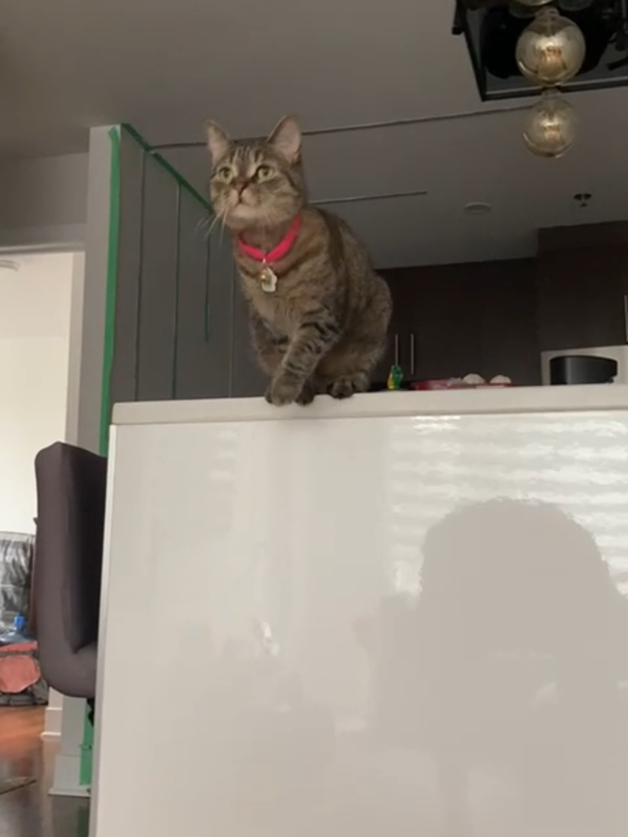 @Bellarda the cat
