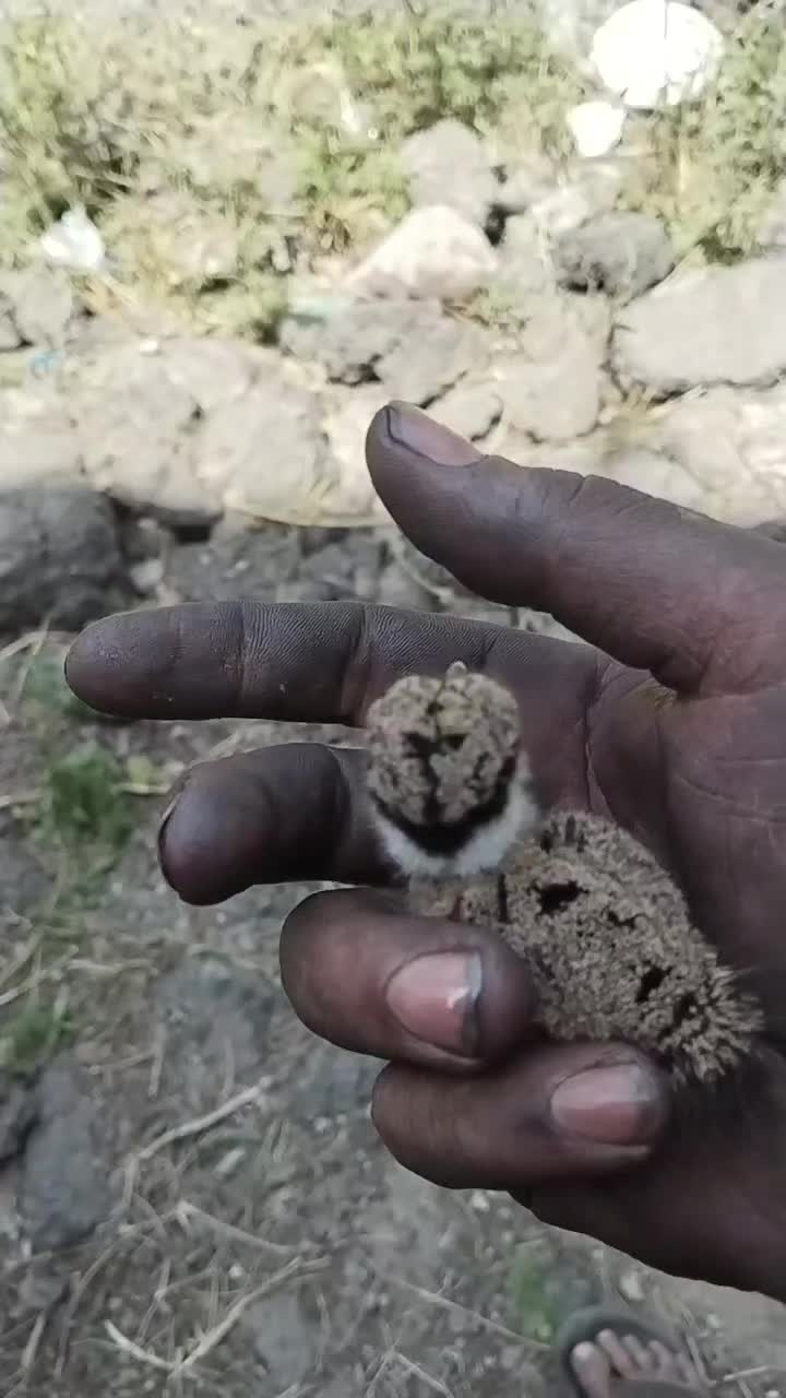 @zmanali