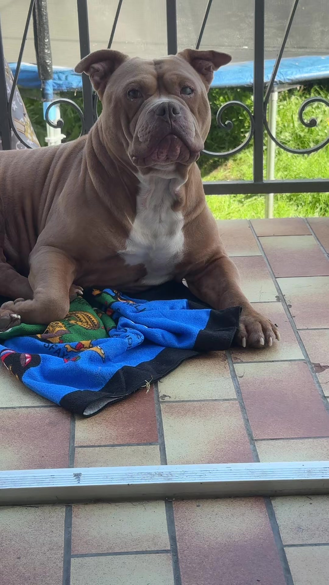 @🧩team bully🐶🧸