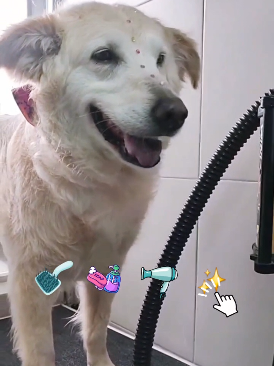 @Perrunos Veterinaria