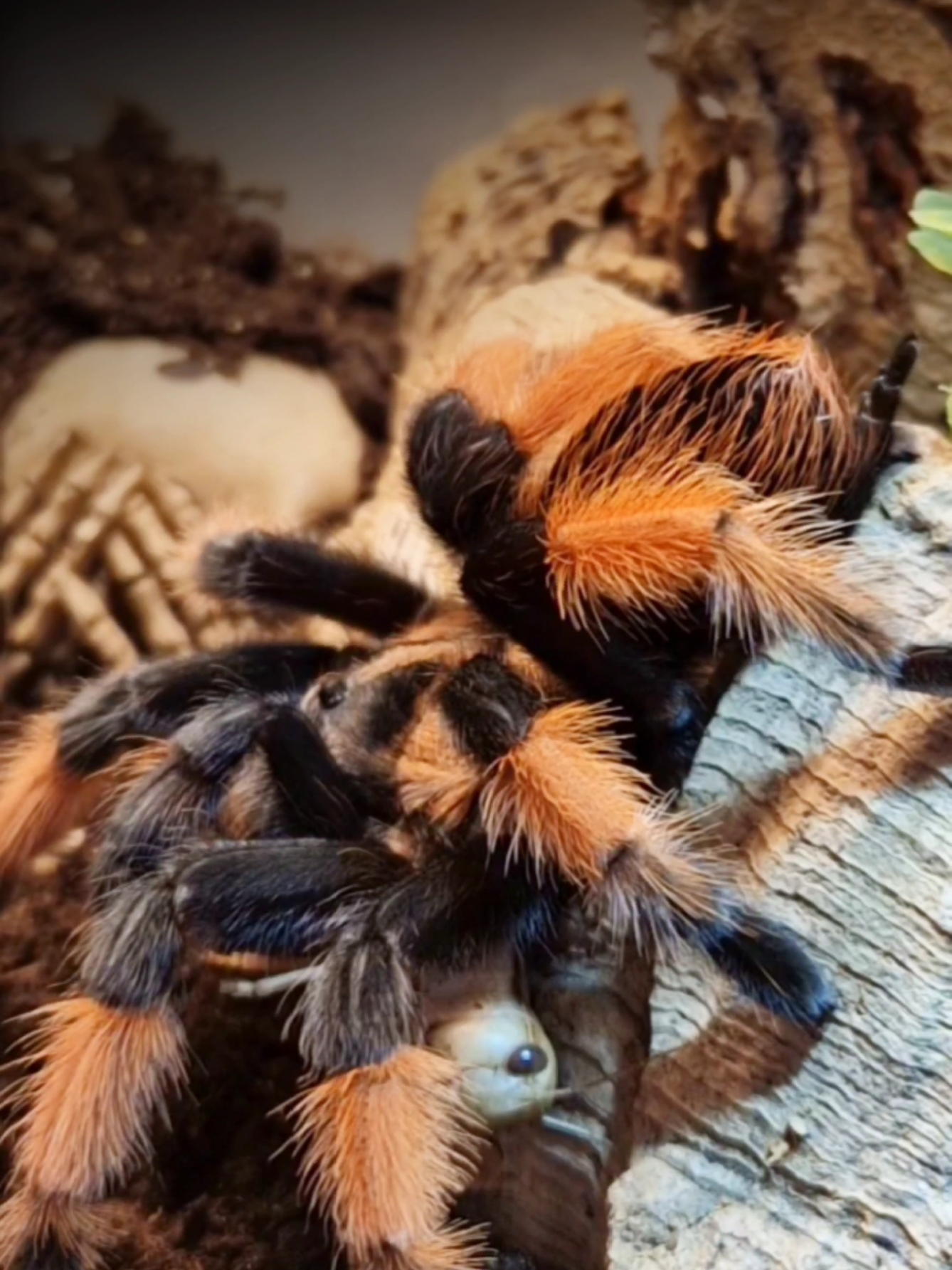 @brachypelma.de