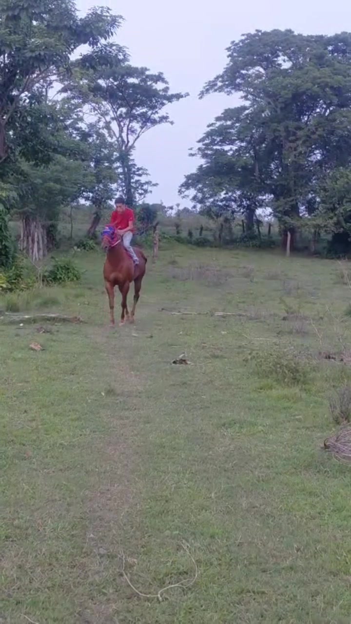 @maya