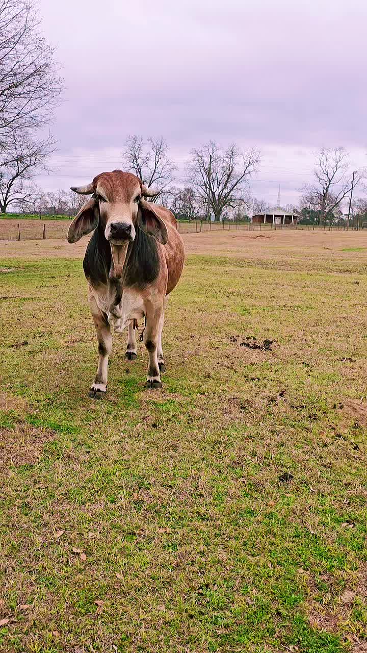 @M.I. CATTLE CO.
