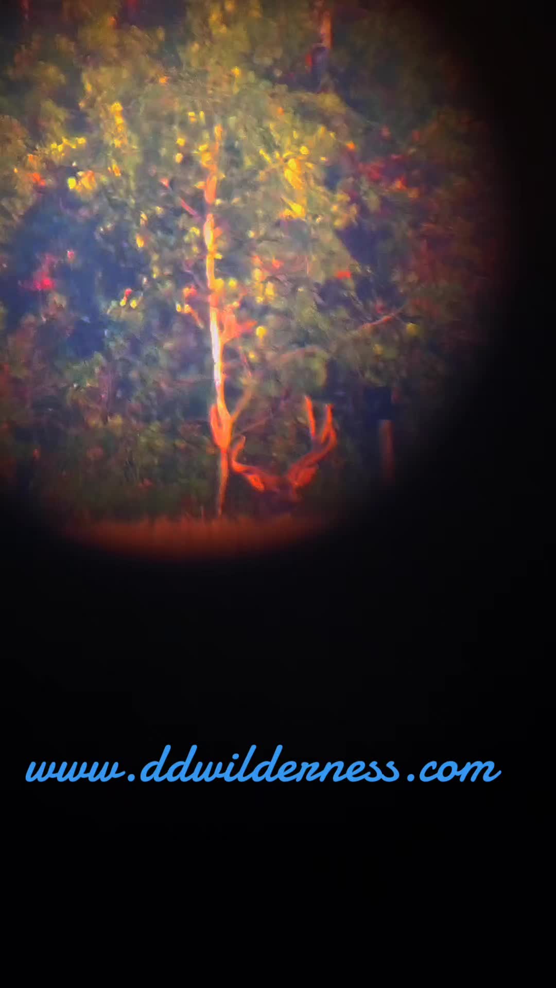 @ddwildhunts