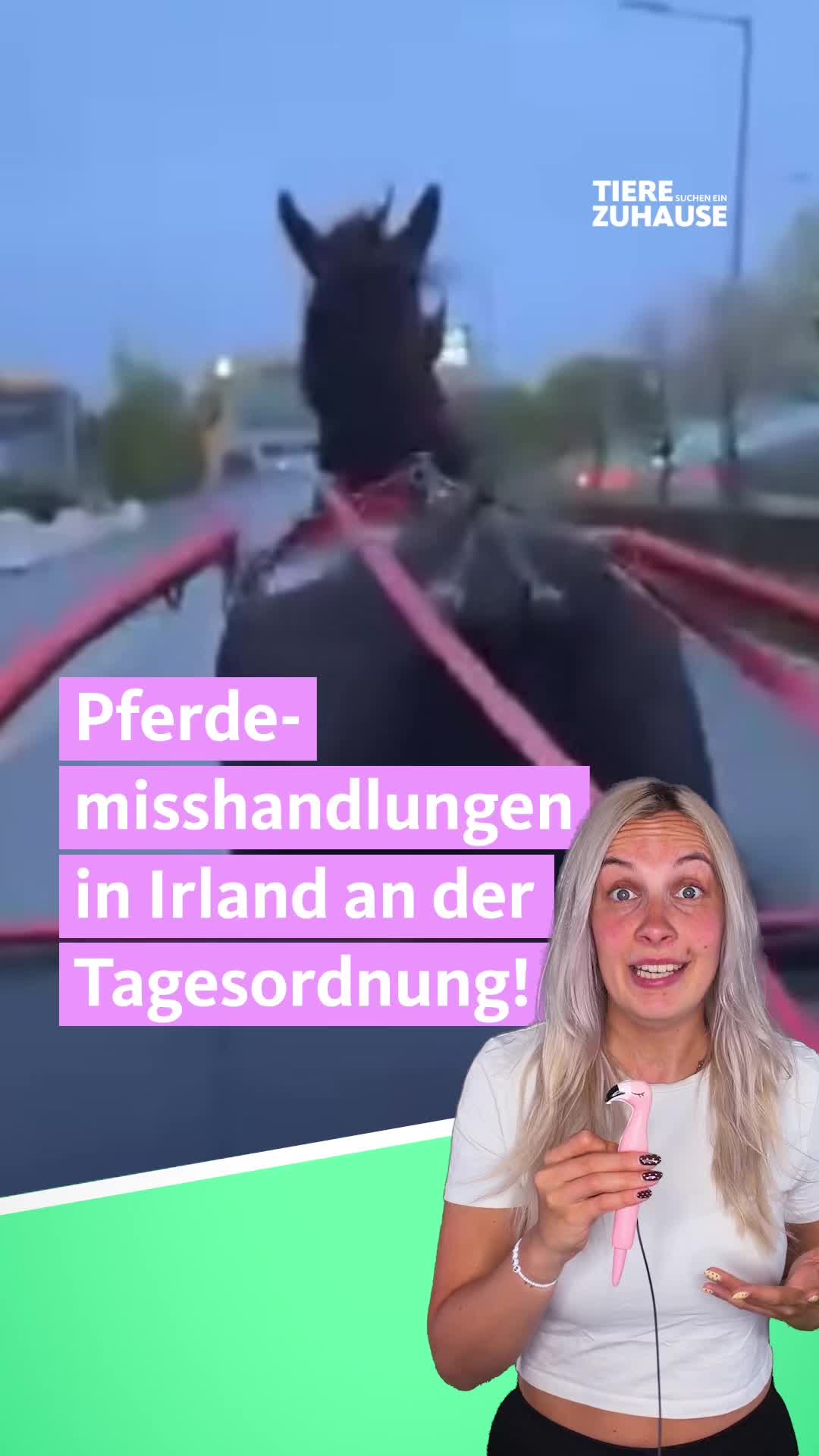 @Tiere suchen ein Zuhause