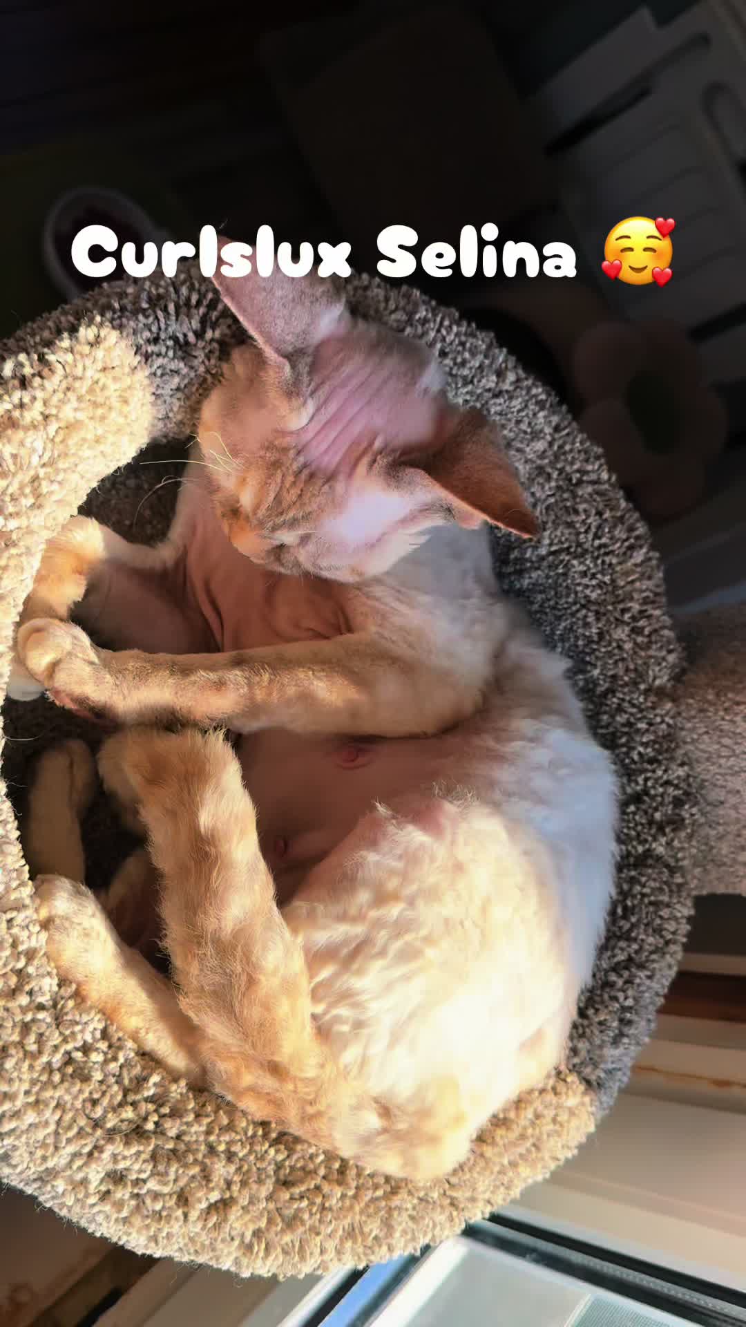 @Curlslux cattery!!🇺🇸