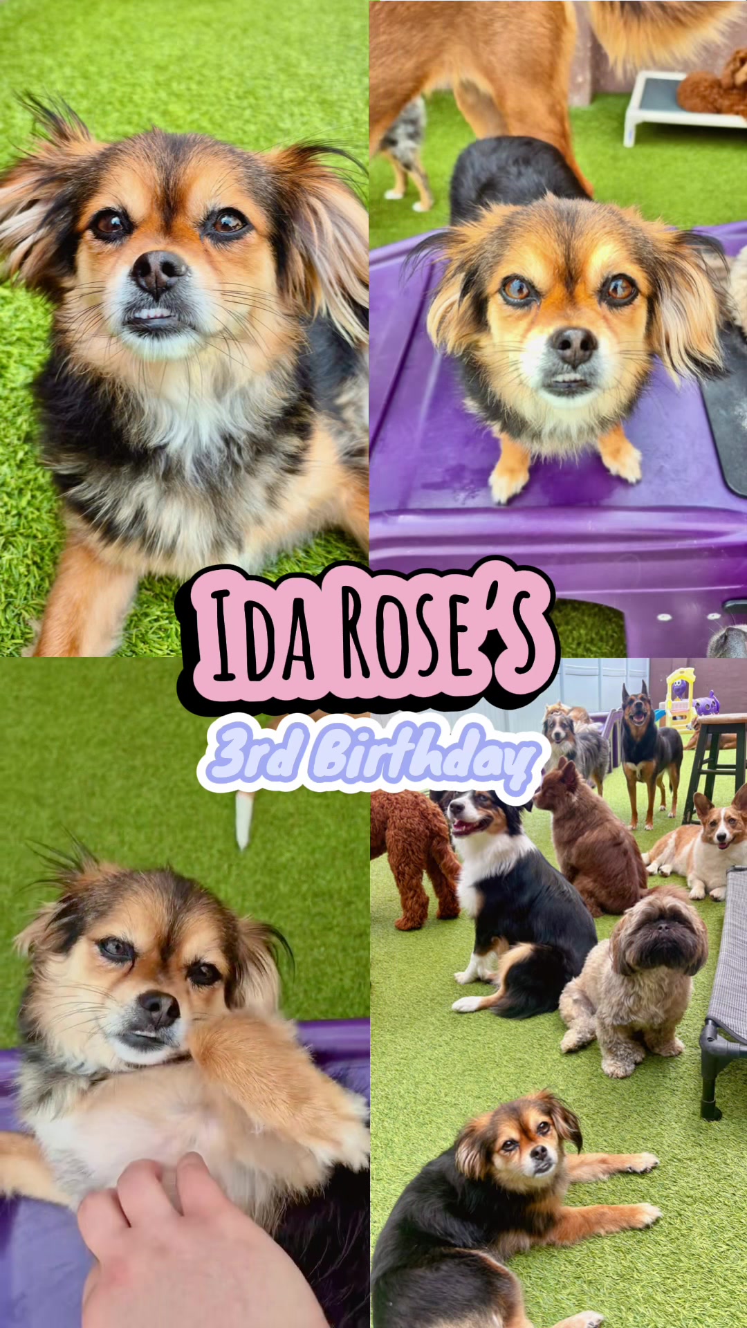 @Waghouse Dog Daycare
