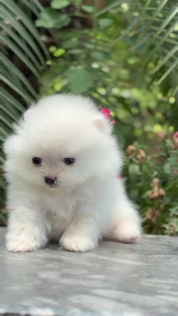 @puppy.nepal
