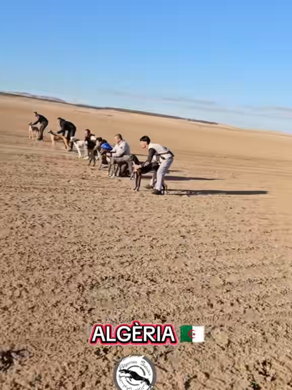 @sloughi 𓃹 𓃴 سلوقي