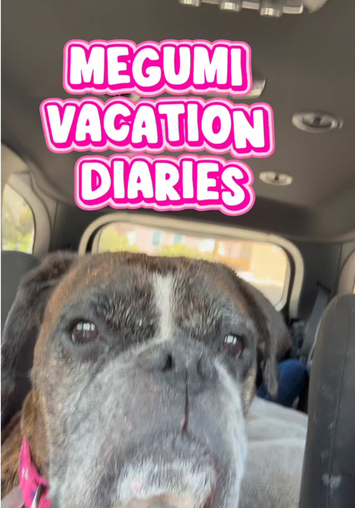 @boxermadness