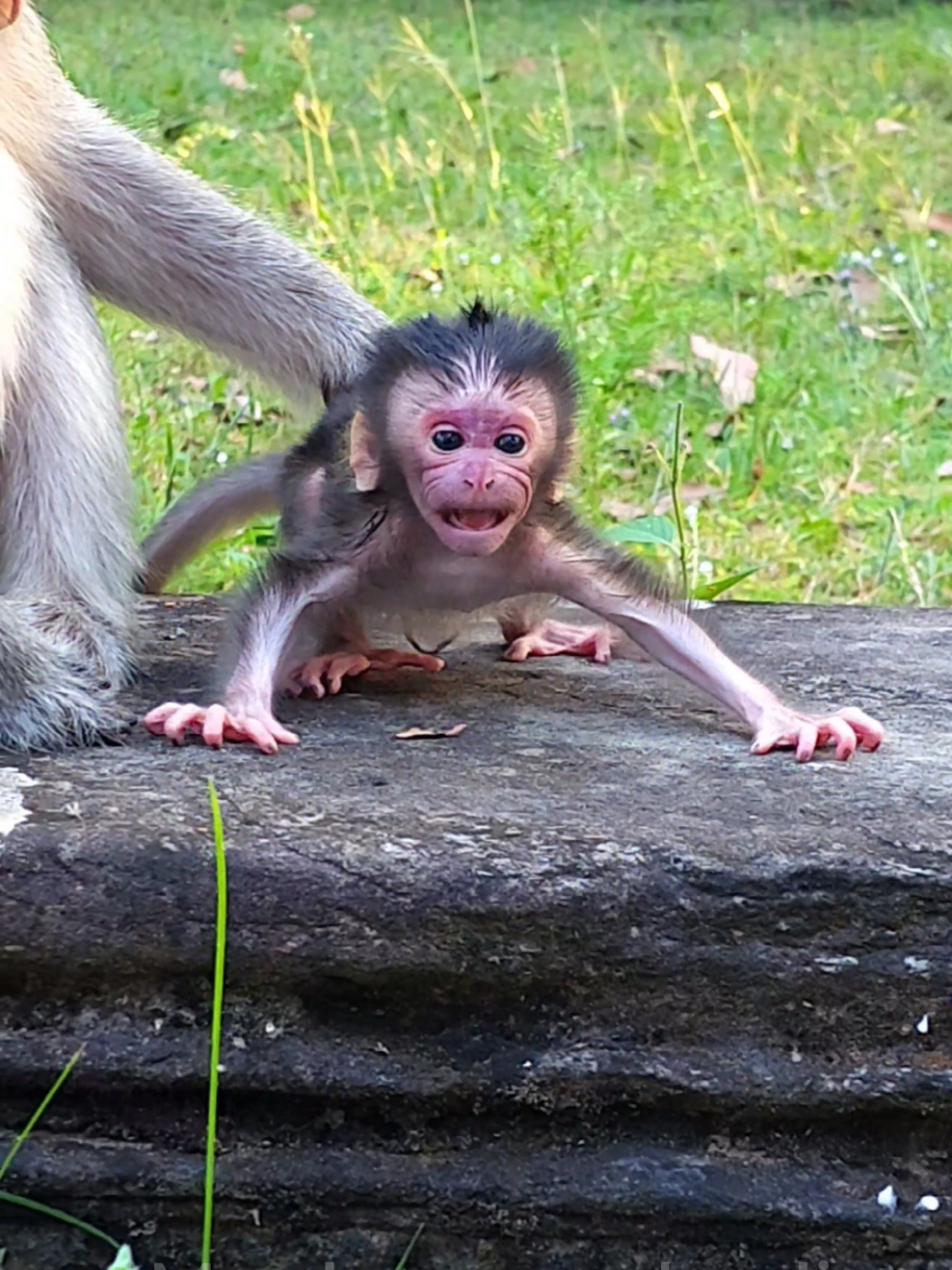 @Monkey Cambodia