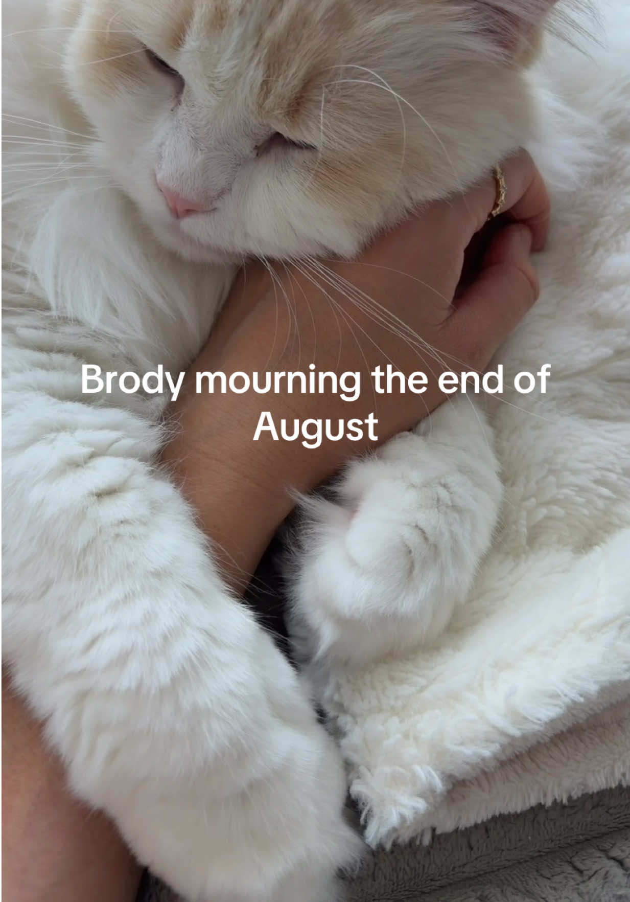 @Brody The Ragdoll Cat