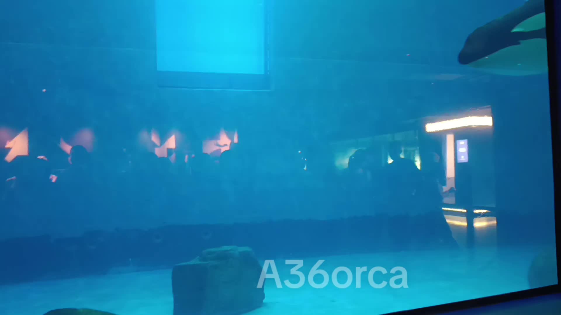 @A36orca🎨🫍
