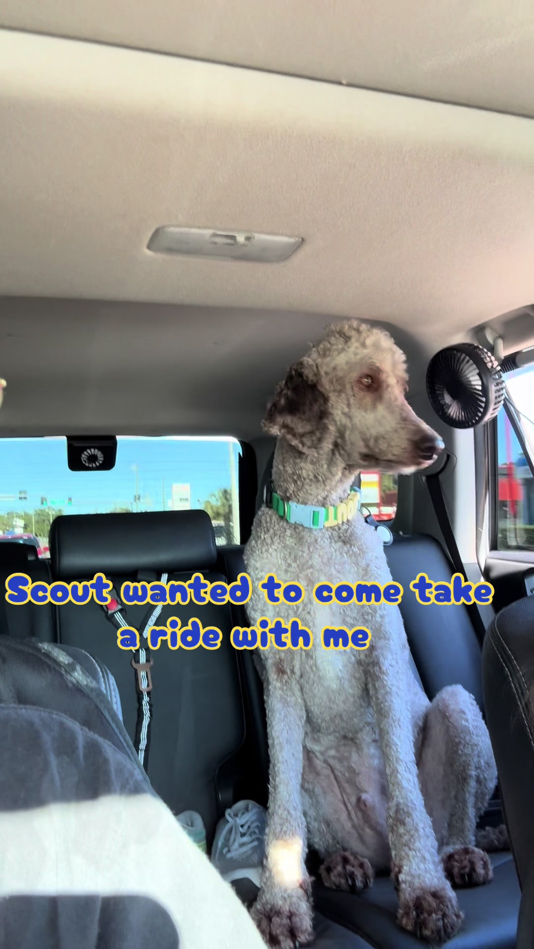 @Bondo and Scout