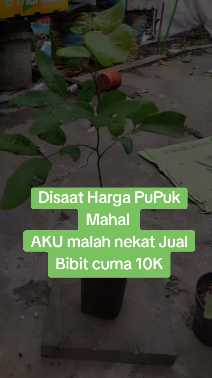 @Gusti