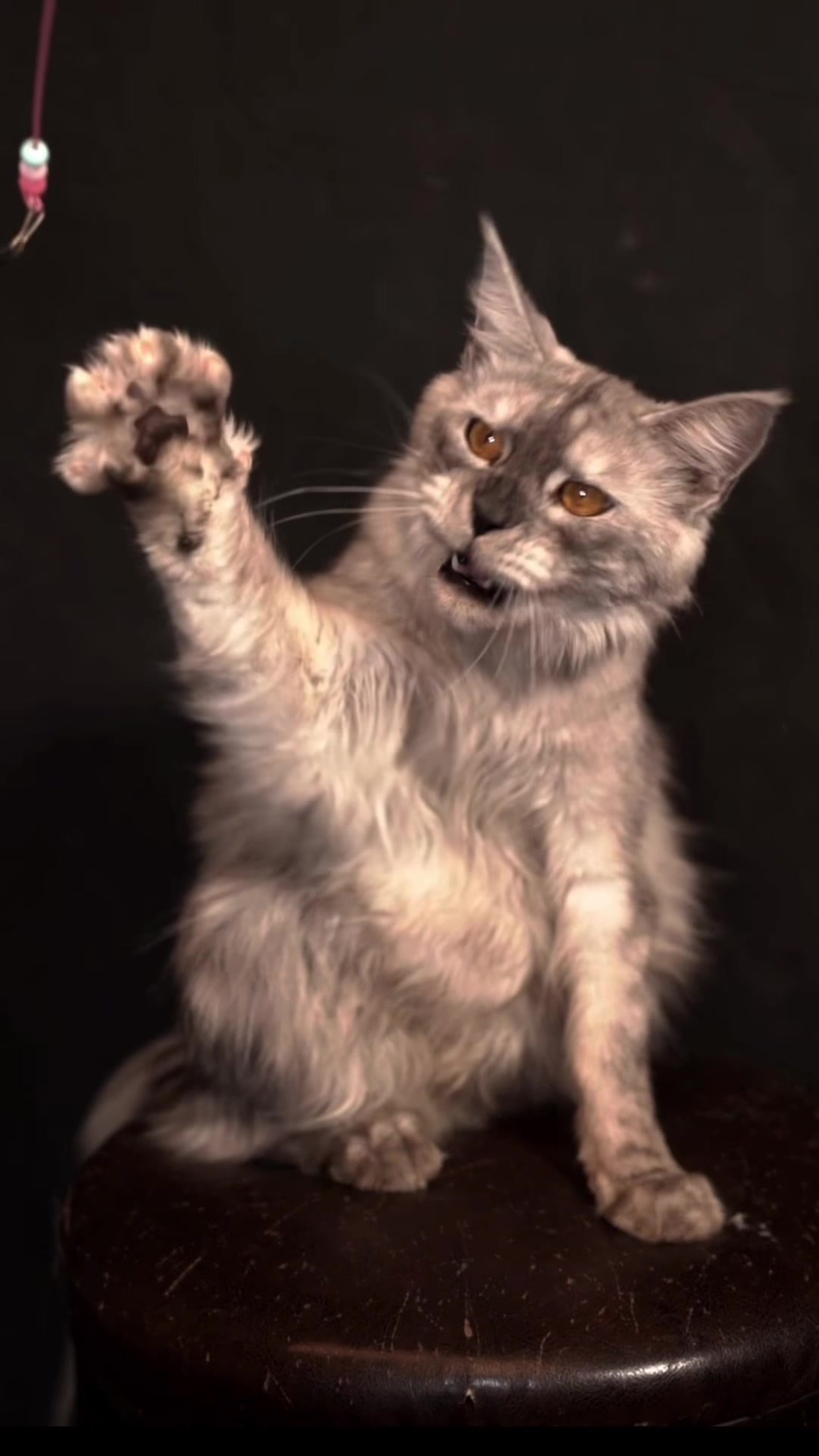 @Tycoon_Mainecoons
