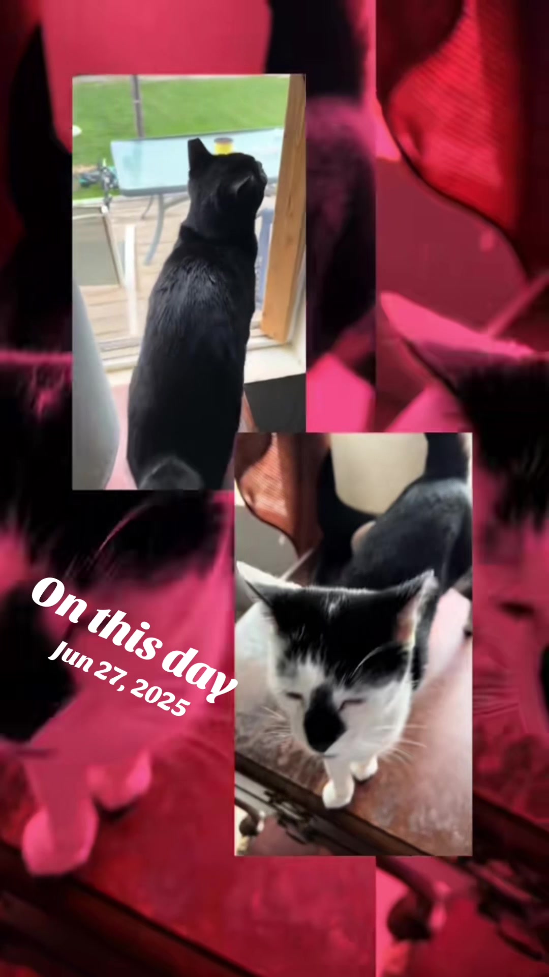 @catlover313official